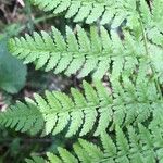 Dryopteris carthusiana Hoja