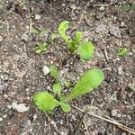 Calendula officinalisLeaf