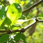 Lycium cestroides Otro