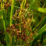 Juncus compressus Owoc