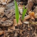 Allium tricoccum Feuille