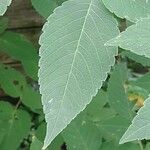 Dahlia imperialis Hoja
