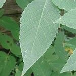 Dahlia imperialis Leaf