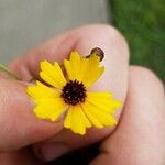 Coreopsis leavenworthii Flor