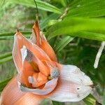 Freycinetia cumingiana Квітка