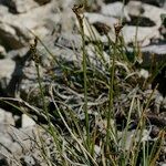 Carex glacialis Habit