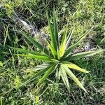 Agave sisalana Habit