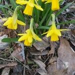 Narcissus minor Fleur