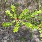 Vaccinium madagascariense Frunză