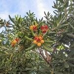 Pittosporum heterophyllum Fruit