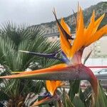 Strelitzia reginaeFlower