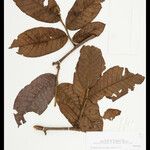 Perebea mollis Leaf