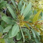 Chrysolepis sempervirens Leaf