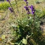 Salvia pratensis Habitus