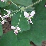 Pelargonium tomentosum Blüte