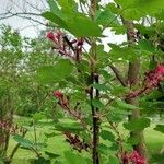 Ribes sanguineum花