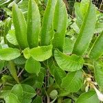 Banara guianensis Leaf