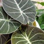 Alocasia reginula Leaf