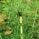 Equisetum telmateia Hoja