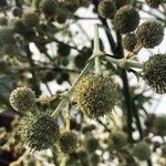 Eryngium humboldtii Fruit