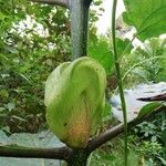 Mitragyna stipulosa Blatt