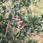 Gymnosporia buxifolia Fruit