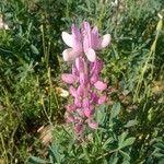 Lupinus hispanicus 花