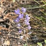 Lupinus argenteus Virág