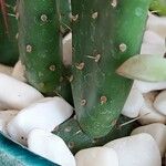 Opuntia monacantha 葉