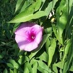 Ipomoea sagittata পাতা