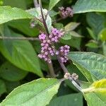 Callicarpa americana L.Froito