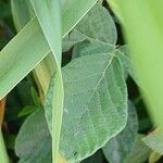 Desmodium canadense Yaprak