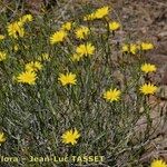 Launaea lanifera عادت داشتن