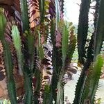 Euphorbia trigona Fulla