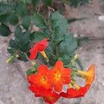 Streptosolen jamesonii Kvet