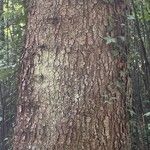 Abies balsamea 树皮