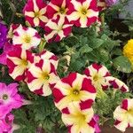 Petunia x hybrida Flor