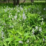 Camassia scilloides Habitatea