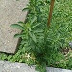 Stevia rebaudianaLeht