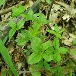 Galium circaezansBlad