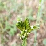 Turritis glabra Flor