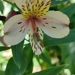 Alstroemeria aureaBlodyn