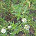 Spermacoce verticillata Flower