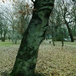 Fagus grandifolia Bark