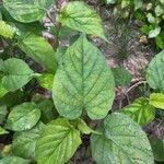 Jacquemontia tamnifolia Blatt