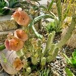 Hoodia gordonii Blatt