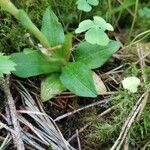 Goodyera repens Blatt