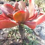 Aeonium nobile 葉