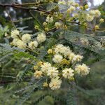 Acacia pentadenia Цветок