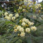 Acacia pentadenia Цвят